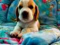 Irk Garantili Harika Beagle Yavrularımız 