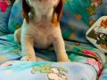 Irk Garantili Harika Beagle Yavrularımız 