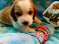 Irk Garantili Harika Beagle Yavrularımız 