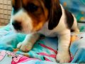 Irk Garantili Harika Beagle Yavrularımız 