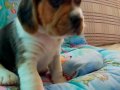 Irk Garantili Harika Beagle Yavrularımız 