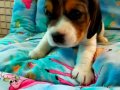 Irk Garantili Harika Beagle Yavrularımız 
