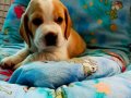Irk Garantili Harika Beagle Yavrularımız 