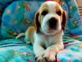 Irk Garantili Harika Beagle Yavrularımız 