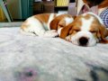 Irk Garantili Harika Beagle Yavrularımız 