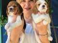 Sevimli Oyuncu Beagle Yavrularımız 