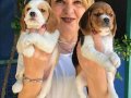 Sevimli Oyuncu Beagle Yavrularımız 