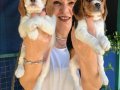 Sevimli Oyuncu Beagle Yavrularımız 