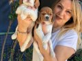Sevimli Oyuncu Beagle Yavrularımız 