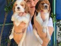 Sevimli Oyuncu Beagle Yavrularımız 
