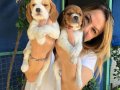 Sevimli Oyuncu Beagle Yavrularımız 