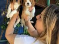Sevimli Oyuncu Beagle Yavrularımız 