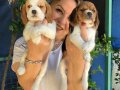 Sevimli Oyuncu Beagle Yavrularımız 