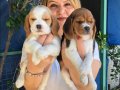 Sevimli Oyuncu Beagle Yavrularımız 