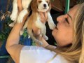 Sevimli Oyuncu Beagle Yavrularımız 