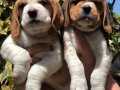 Üretim Çiftliğinden Harika Beagle Yavrularımız 
