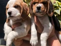 Üretim Çiftliğinden Harika Beagle Yavrularımız 