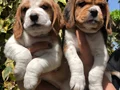 Üretim Çiftliğinden Harika Beagle Yavrularımız 