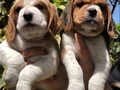 Üretim Çiftliğinden Harika Beagle Yavrularımız 