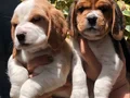 Üretim Çiftliğinden Harika Beagle Yavrularımız 