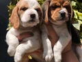 Üretim Çiftliğinden Harika Beagle Yavrularımız 