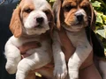 Üretim Çiftliğinden Harika Beagle Yavrularımız 