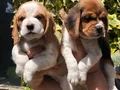 Üretim Çiftliğinden Harika Beagle Yavrularımız 