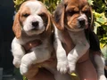Üretim Çiftliğinden Harika Beagle Yavrularımız 
