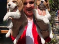 Üretim Çiftliğinden Harika Beagle Yavrularımız 