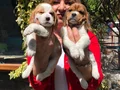 Üretim Çiftliğinden Harika Beagle Yavrularımız 