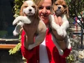 Üretim Çiftliğinden Harika Beagle Yavrularımız 
