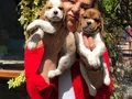 Üretim Çiftliğinden Harika Beagle Yavrularımız 