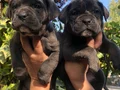 Irk Garantili Muhteşem Cane Corso Yavrularımız