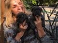 Irk Garantili Muhteşem Cane Corso Yavrularımız