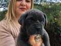 Muhteşem Irk Garantili Cane Corso Yavrularımız