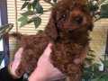 Tüy dökmez koku yapmaz harika toy poodle yavrularımız