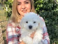 Pamuk Şeker Maltese Terrier Yavrularımız 