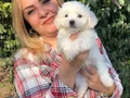 Pamuk Şeker Maltese Terrier Yavrularımız 