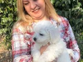 Pamuk Şeker Maltese Terrier Yavrularımız 