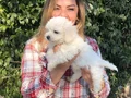 Pamuk Şeker Maltese Terrier Yavrularımız 