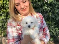 Pamuk Şeker Maltese Terrier Yavrularımız 