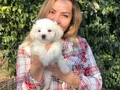 Pamuk Şeker Maltese Terrier Yavrularımız 
