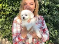 Pamuk Şeker Maltese Terrier Yavrularımız 
