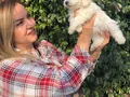 Pamuk Şeker Maltese Terrier Yavrularımız 
