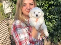 Pamuk Şeker Maltese Terrier Yavrularımız 