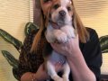 Mükemmel Üç Renk Beagle Yavrularımız 