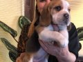 Mükemmel Üç Renk Beagle Yavrularımız 