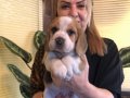 Mükemmel Üç Renk Beagle Yavrularımız 