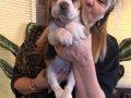 Mükemmel Üç Renk Beagle Yavrularımız 