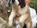 Muhteşem St Bernard Bethowen Yavrularımız 